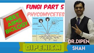 Phycomycetes Class 11 Kingdom Fungi - Part 5Diversity NEET BIOLOGY AIIMS Dipenism