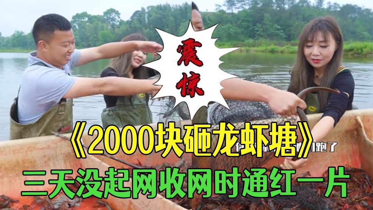 2000塊砸龍蝦塘！龍蝦塘三天沒起網，收網時通紅壹片黃鳝大到六七兩