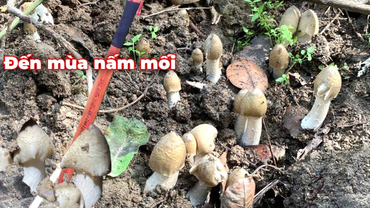 Đến mùa nấm mối cùng Dương Sỉ vlog vượt đường xa đi tìm nấm mối đầu mùa