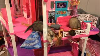 Crazy Ferret Video! | Careful (SHE BITES!)