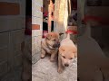 Lovely Cute Puppies 🐶❤️ | Cutest Puppy Moments Ever #shortsfeed