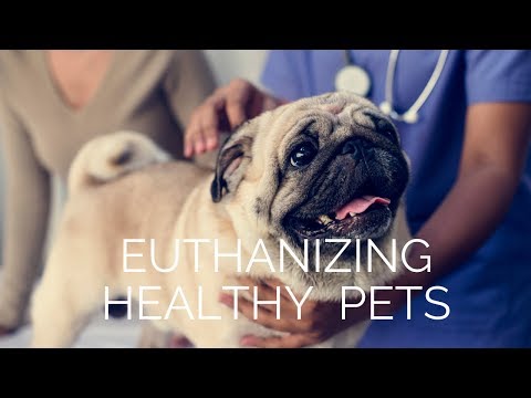 Video: Opdateret: Kvindens chokerende vilje: Euthanize min hund, så han kan blive begravet med mig