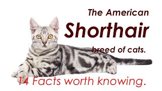 The American short hair breed of Cats by My Pet Checkup 6 views 1 year ago 7 minutes