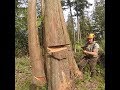 TRACTOR PULLS OVER BIG DECAYED TREES