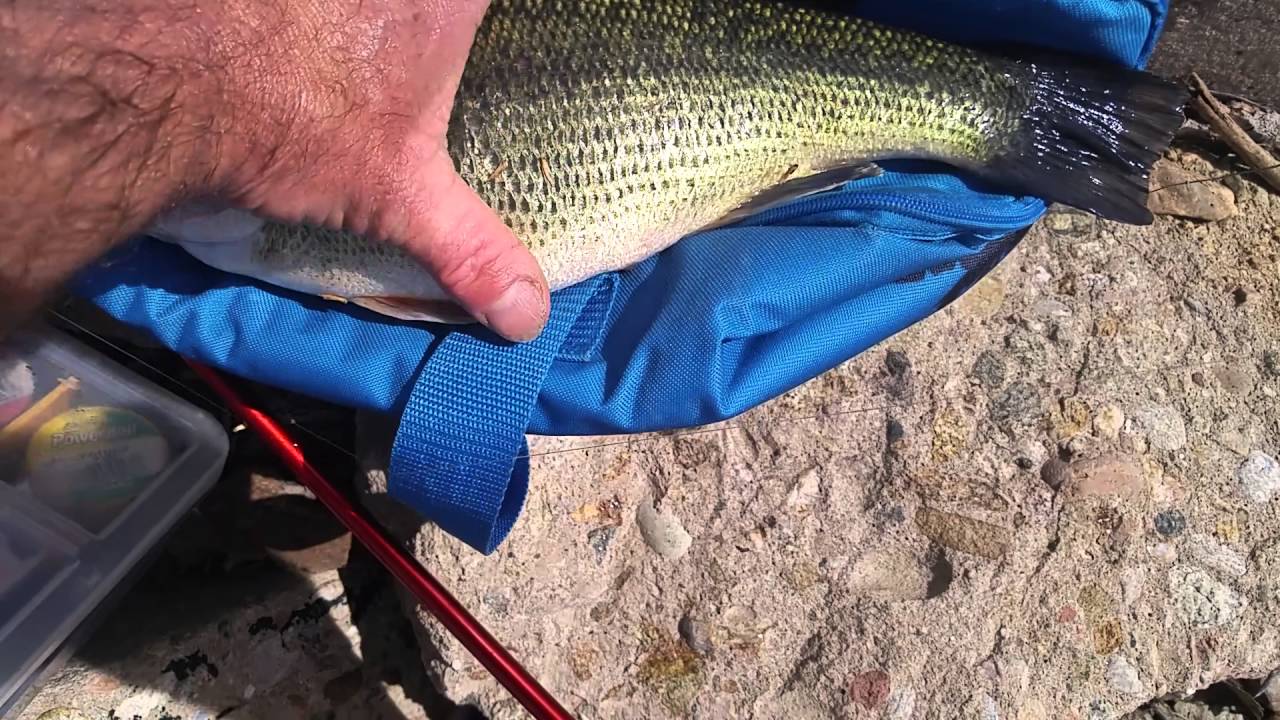 Largemouth Bass Barr Lake catch and release YouTube