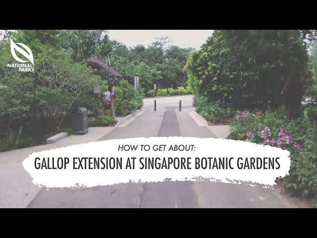 Thumbnail for Planning a visit to Gallop Extension at Singapore Botanic Gardens? Watch this video to find out how to get there