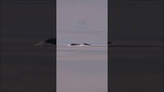 Yuriy Dolgorukiy: Monster Laut Pembawa Rudal Nuklir 🇷🇺⚓ #shortvideo