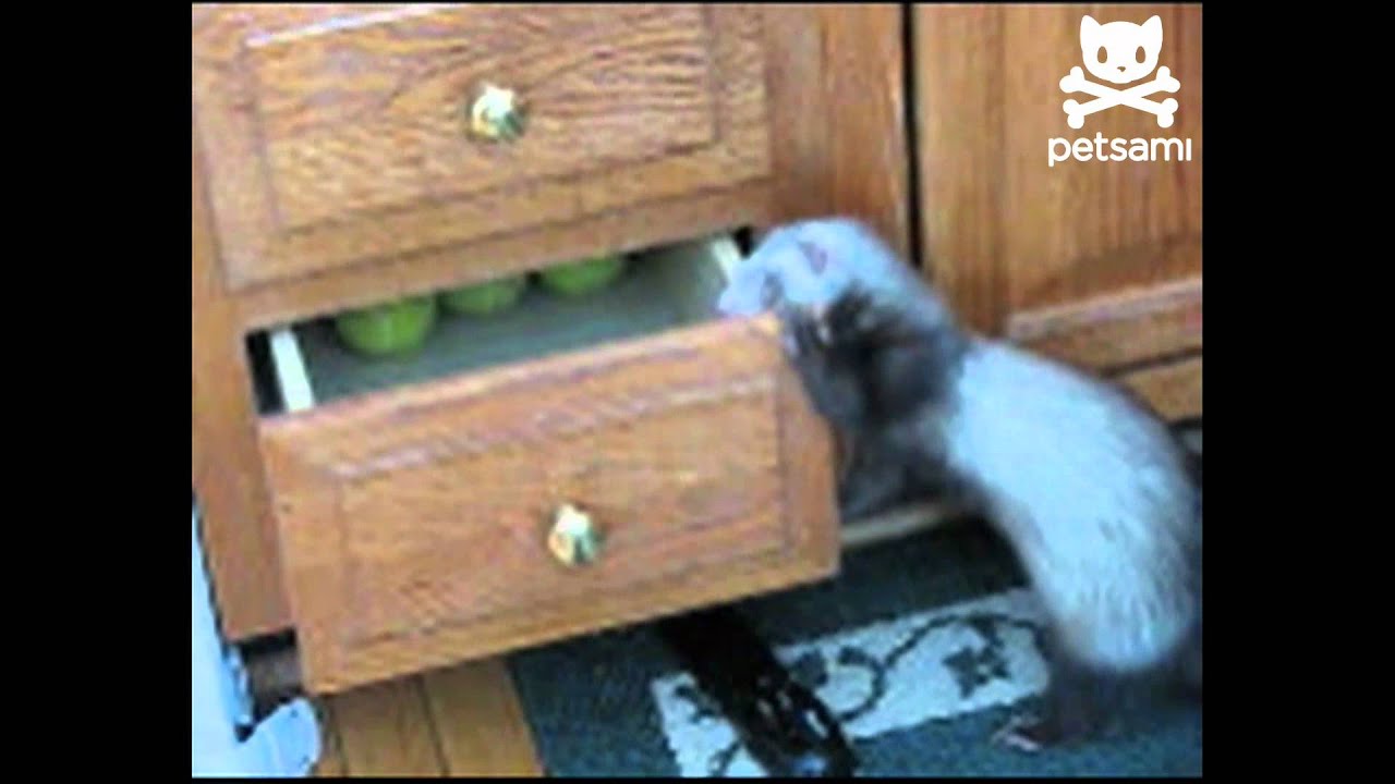 Sneaky ferret hides T.V. remote