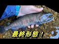 道路脇の気になる水たまりに、バケモンが居ました