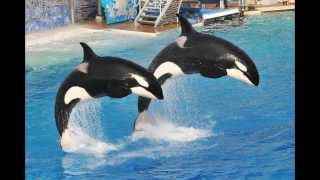 SeaWorld | Sea World Entertainment | United States screenshot 3