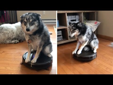Lazy Dog Rides Roomba