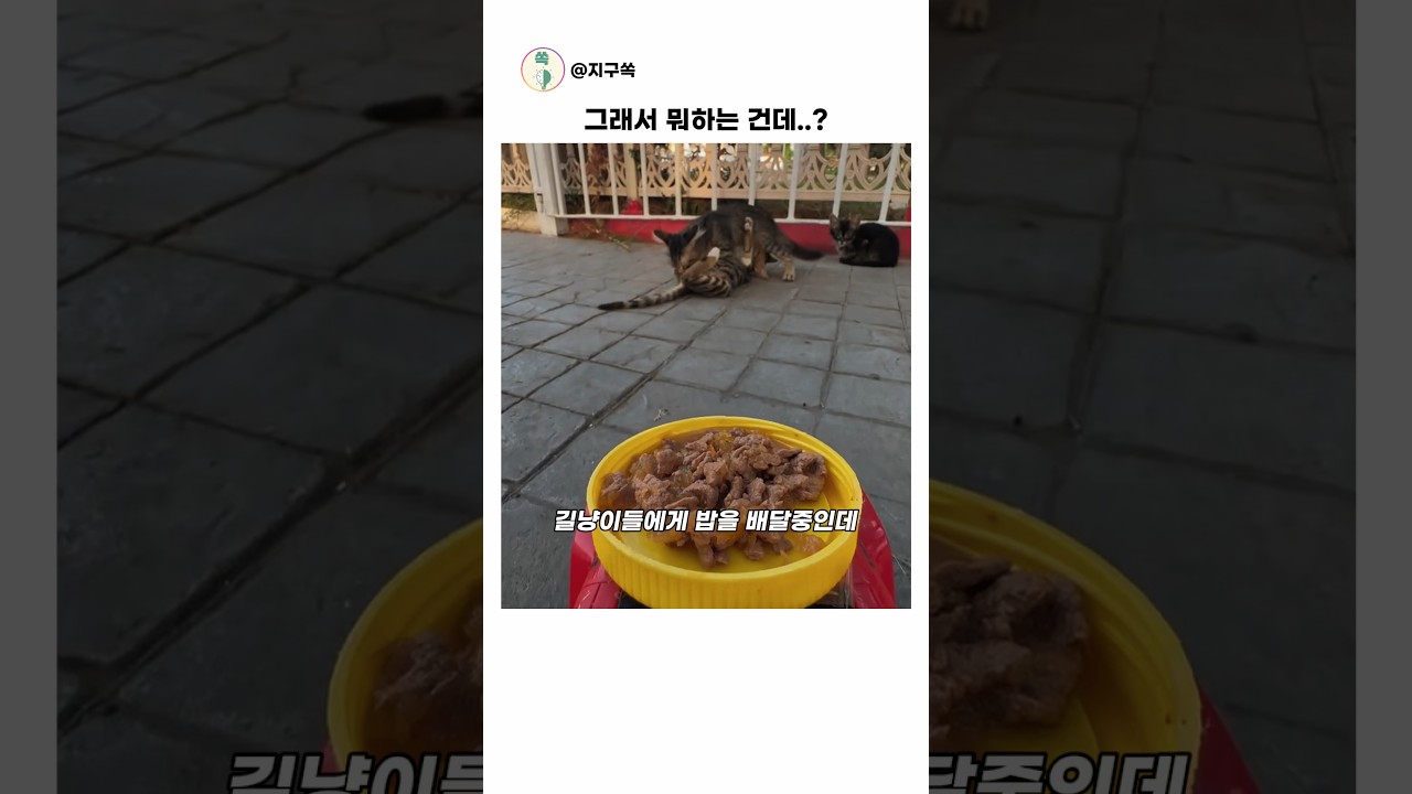 길냥이들에게 밥 주다가..#동물