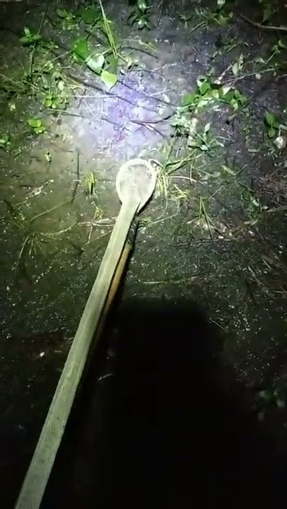 Simple Traditional Tool Catching Frogs #Shorts