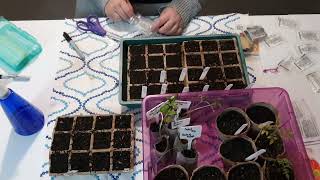 Seed starts seedstarting homegrown garden veggies veggiegarden freshproduce growfromseed