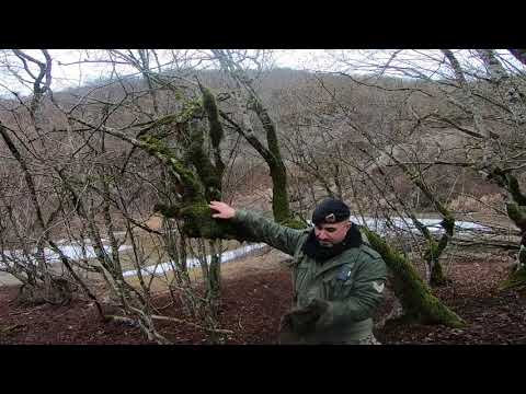 ტყეში წყლის მოპოვების ხერხი. #იარაღისგანხილვა