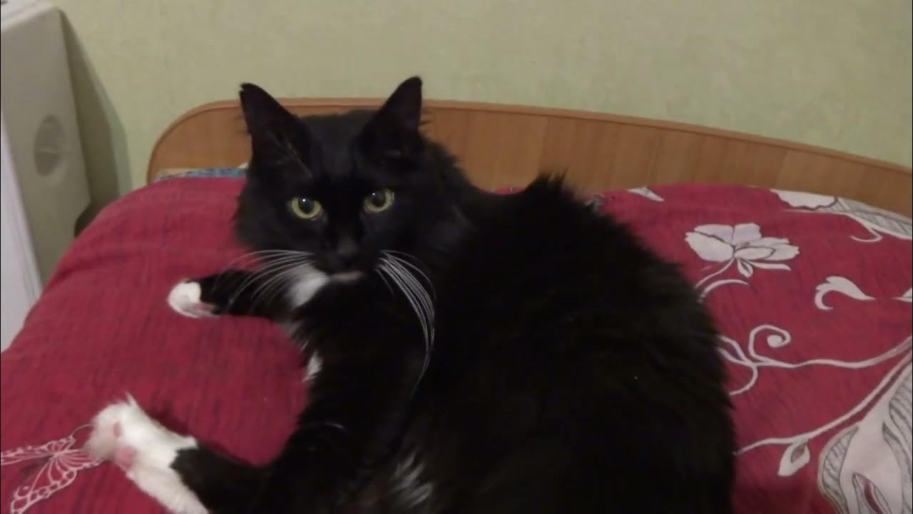 💚Кот Умка💚 - YouTube