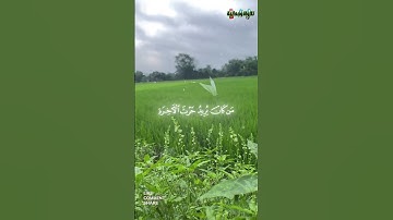الشيخ على عبدالله جابر 🎧 سورة الشورى 🖤