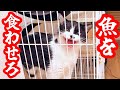 【保護猫】魚祭りでうおおおおと雄叫びをあげちゃう猫が可愛すぎました
