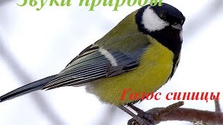 Звуки природы для детей ♪ Голоса птиц для детей ♪ Синица Звуки природы для детей ♪ Голоса птиц для детей ♪ Синица