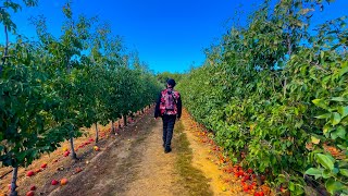 Apple Picking But There Were No Apples...