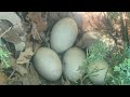 🔴 LIVE Stream Of Wild Duck - Mallard Nest #irl