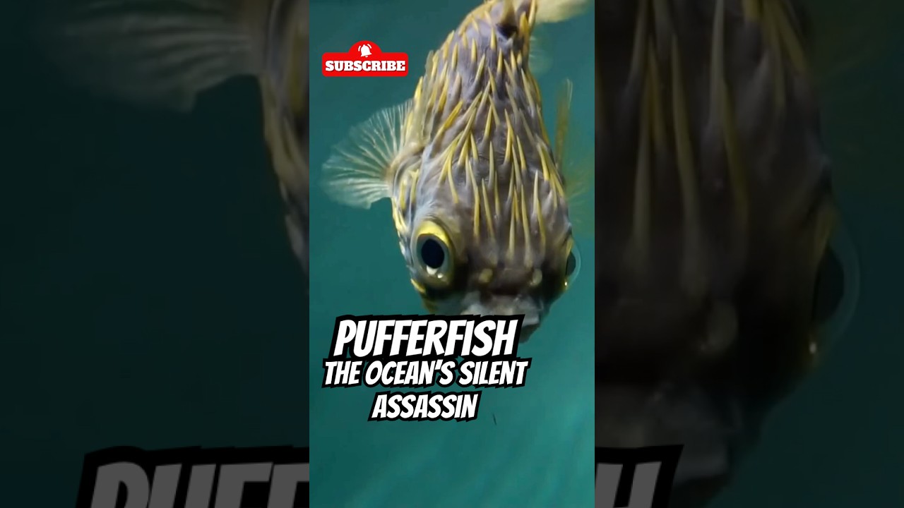 "Pufferfish: The Ocean's Silent Assassin"