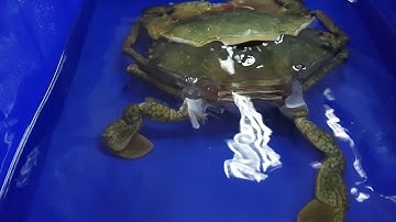 Moulting Failure in Crab System
