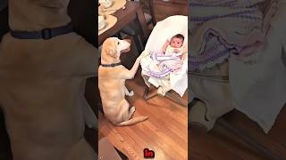 Heartwarming Moments Of The Little Ones Being Cared For By Dogs.