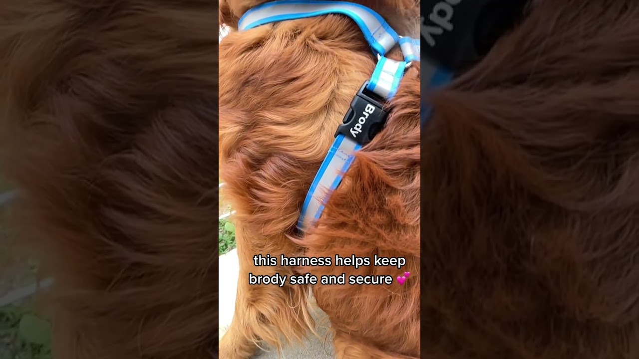 Check Out Our Pups New Harness - Waterproof and Reflective