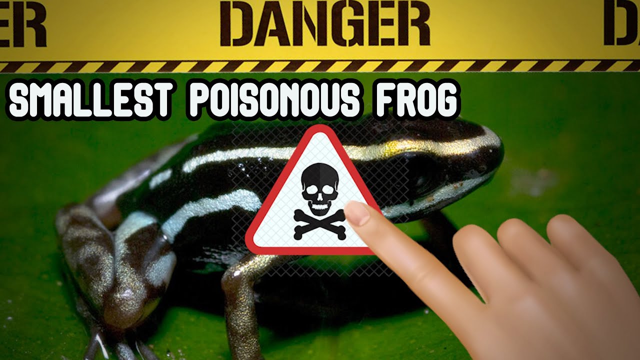 Smallest Poisonous Frog In The World #trending #smallestfrog