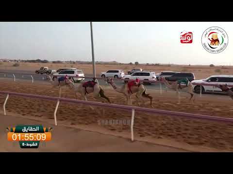 الشوط 8 جلد ل محمد غانم علي بن حمودة الظاهري 2 53 41 شارة الديوان 2025 09 12 الذيد حقايق