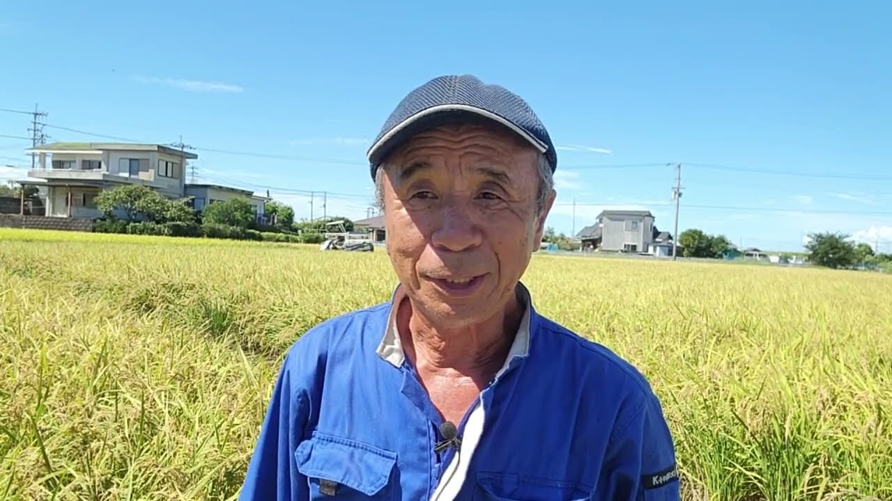 ヘヤリーベッチ米の稲刈り