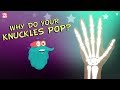 Why Do Your Knuckles Pop? The Dr. Binocs Show | Best Learning Videos For Kids | Peekaboo Kidz