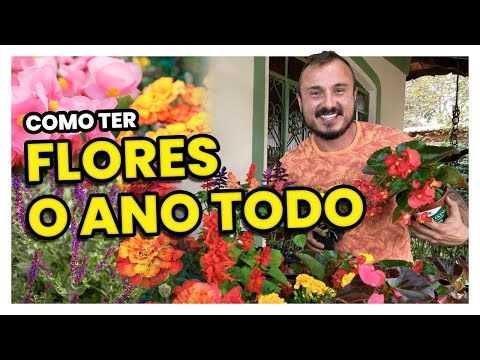 Vídeo: Quando os lilases florescem?