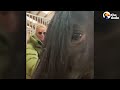 Two Rescued Horses With Curved Clubfeet Never Galloped In Their Lives Until Now | The Dodo