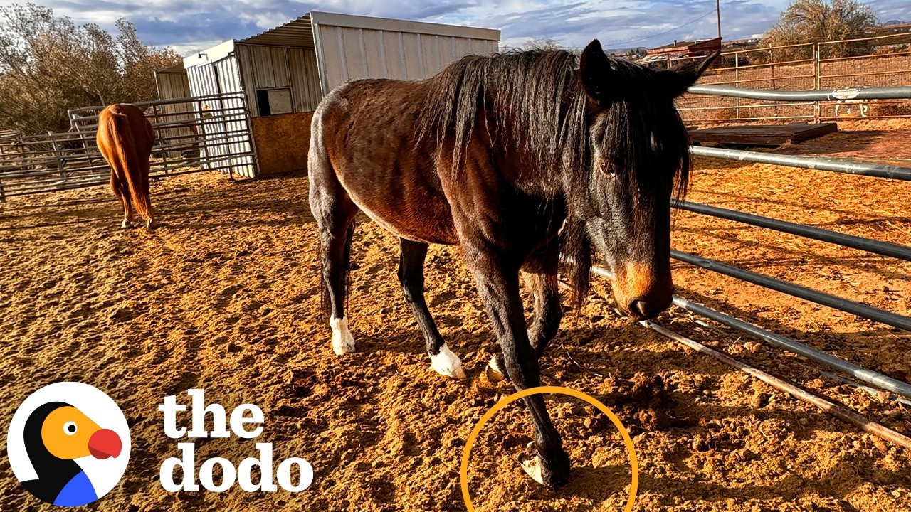 Две спасенные лошади с искривленными копытами никогда в жизни не скакали галопом | The Dodo