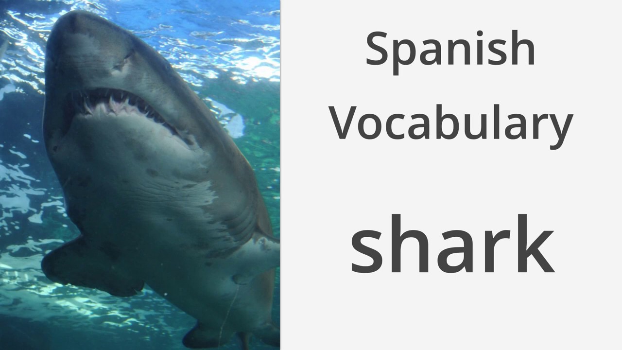 Post — Shark Translations, Spanish-English