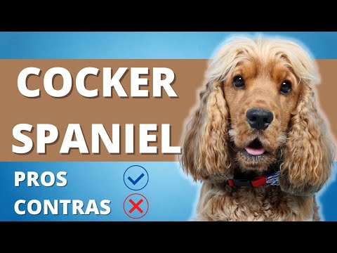 COCKER SPANIEL Pros Y Contras ❤️ Caracteristicas Del Perro Cocker Spaniel ❤️ PERROS HERMOSOS