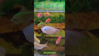 Fish Tank Aquarium small, glow fish aquarium, aquarium scap