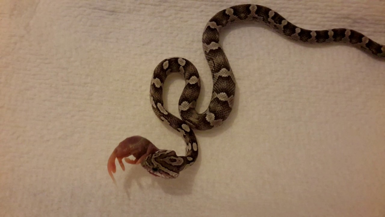 video phone beyonce mp3 Feeding 2 pinkies to my 4 month old corn snake Anery