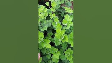 ngắt đọt cho Cúc thân gỗ (Cúc cổ Sơn la) hoa Tết 2024