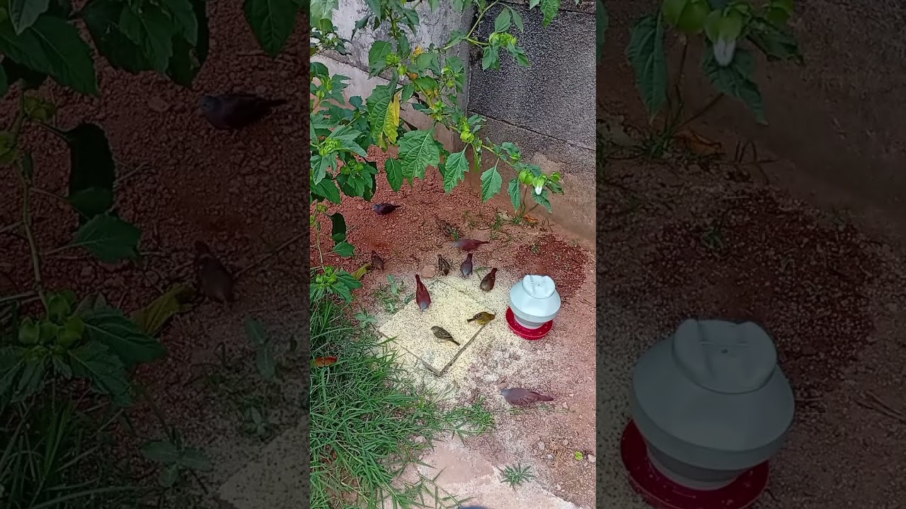 Pássaros Se Alimentando 80