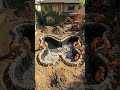 We Built a BUTTERFLY Koi Pond from Scratch! 🦋 (Satisfying Time-lapse)