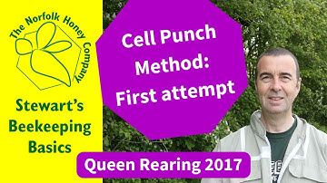 Cell Punch Method of Queen Rearing. My first attempt using this method