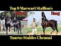 Top 9 Marwari Stallion's Of Taurus Stables Chennai | Owner Sh. Shaji Purusottaman