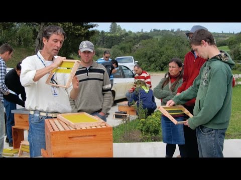Vídeo: O que os apicultores fazem na primavera?