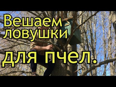Развешиваем ловушки для