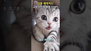 엉뚱 매력적인 고양이만의 행동 TOP5 #shorts #고양이 #고양이행동