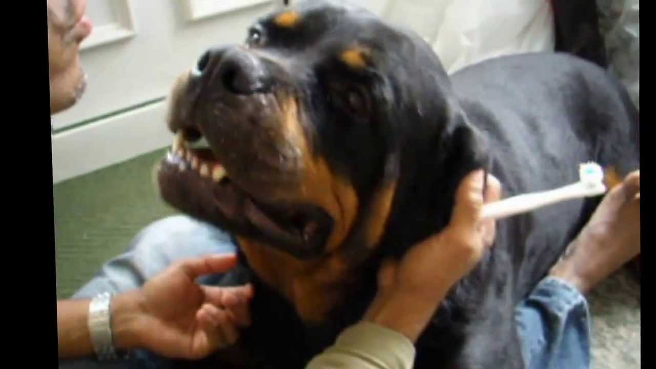 Image Result For Rottweiler Baby