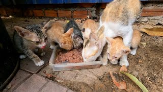 5 kitten stay with mother, I feed them at the morning